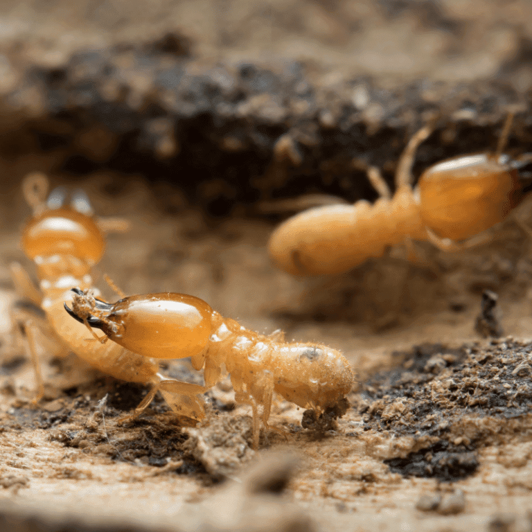Termite Inspection Your Premier Tampa Home Inspection Company