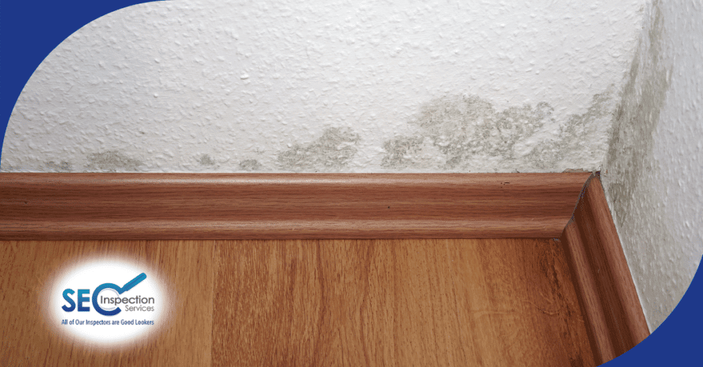 Mold growth along the lower part of a white textured wall above wooden baseboards