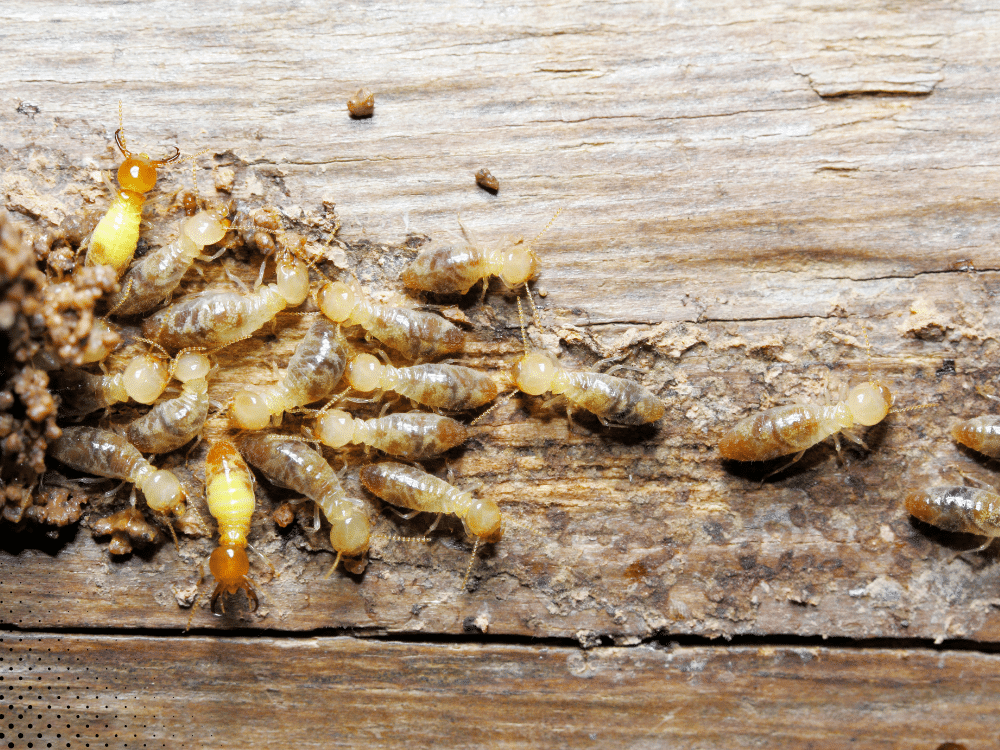 A close-up of termites feeding on wood, showing signs of infestation.